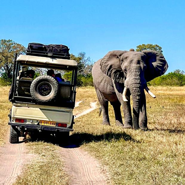 Las reservas de Botswana albergan grandes poblaciones de elefantes. En los safaris en jeep se pueden ver a pocos metros.