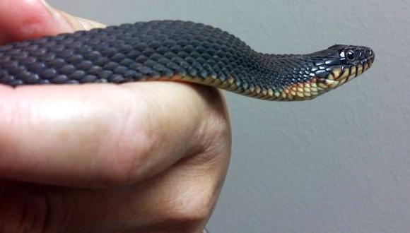 Una serpiente en cautiverio vuelve a reproducirse sin aparearse