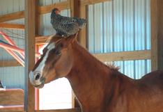 YouTube: un caballo y una gallina son los mejores amigos del mundo