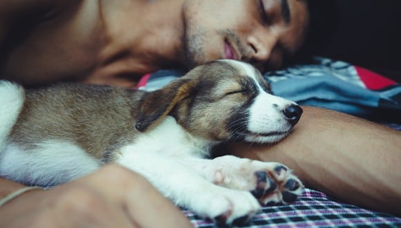 Existe evidencia científica de que dormir con tu perro es beneficioso para la salud y no afecta en absoluto la calidad de sueño. | Crédito: Pixabay/Referencial.