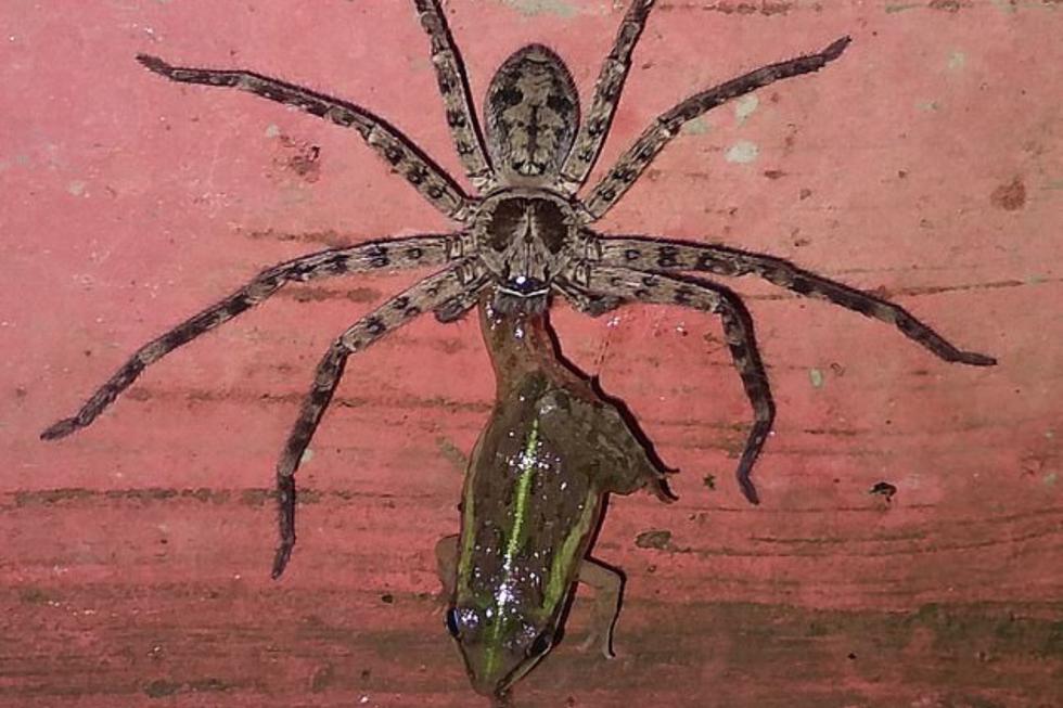 <b>¿Te imaginas ir al baño de tu casa y encontrarte a una <a href="https://mag.elcomercio.pe/noticias/animales/"><b><u>enorme araña</b></u></a> devorando una rana entera?</b> Eso fue lo que precisamente presenció Sujay Shah, de 25 años, en su vivienda de Jalpaiguri, en el estado indio de Bengal Occidental, cuando se percató del arácnido con una de las patas del anfibio en sus poderosas mandíbulas. El <a href="https://mag.elcomercio.pe/noticias/viral/"><b><u>video viral</b></u></a> del momento puso a temblar a más de uno en las redes sociales. | Crédito: Pen News / Sujay Shah