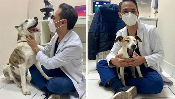 Leopoldo y Tito son dos perros de los albergues que representa WUF que hace poco visitaron Cuore y pasaron por su evaluación del corazón con el Dr. Asencios. (Foto: Cortesía Cuore)
