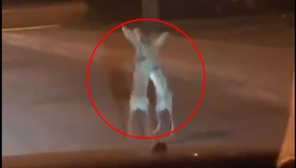 Video viral capta a liebres peleando en medio de la noche. (cortesía Twitter)
