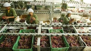 Perú se consolida como el segundo exportador mundial de uva