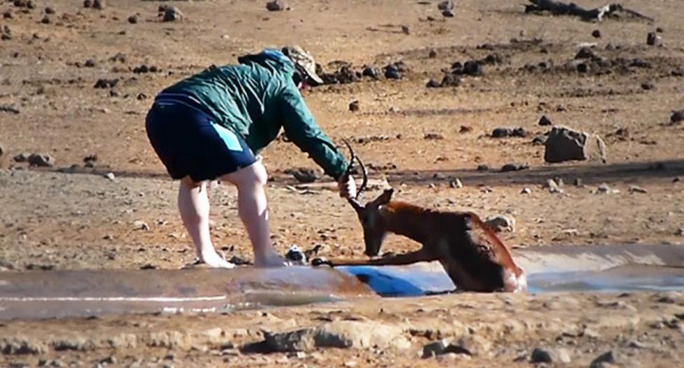 Turista se rehusó a abandonar al animal en apuros y lo sacó de la trampa de lodo en la que estaba con sus propias manos. (Foto: Caters Clips en YouTube)