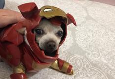 ¿La mascota ideal para Iron Man? Curioso disfraz de perro causa sensación entre los usuarios de Internet