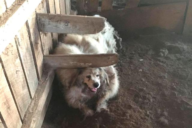 Perro fue rescatado de un granero, le cortaron el pelo y lució irreconocible. La historia es conmovedora y viral  en Facebook. (Facebook/Amanda Brooke Charsha-Lindsey)