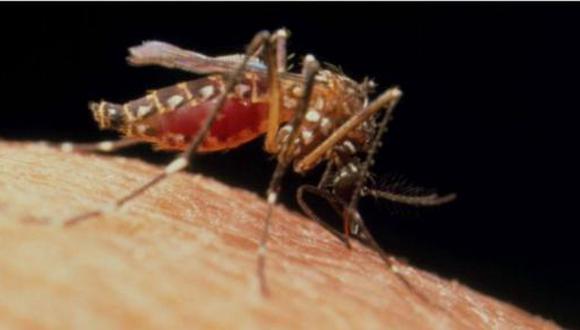 ¿Y si matamos a todos los mosquitos que transmiten el zika?
