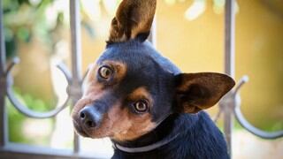 Perro llama la atención al subir por una escalera de mano para estar con su dueño