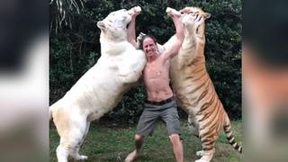 Se graba alimentando a dos hambrientos tigres y es sorprendido por inesperada reacción de ambos animales