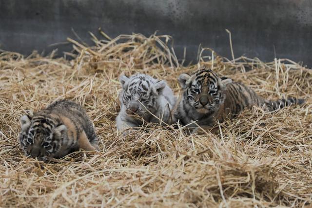 Las tres tigresas de Bengala nacieron el pasado 5 de julio en el zoológico (Foto: Difusión).