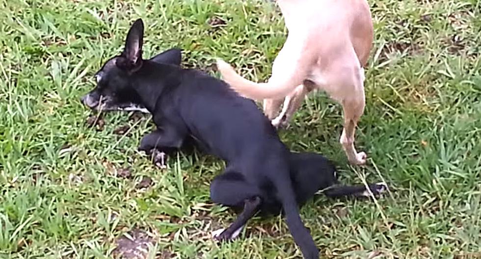 Perro logra seducirla, pero en pleno acto se desmaya. (Foto: Captura de YouTube)