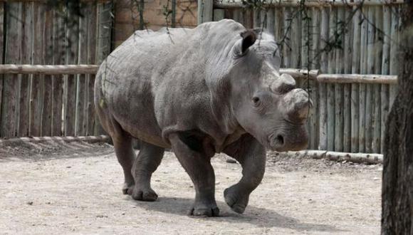 Buscan salvar al rinoceronte blanco con fecundación in vitro