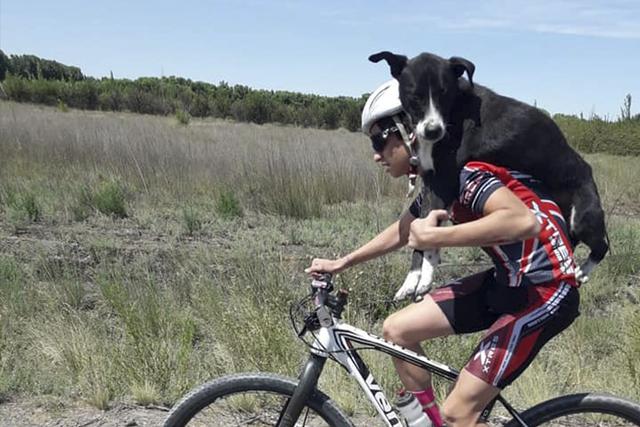 Ciclistas cargaron a un perro deshidratado que encontraron en medio de la carretera. Su objetivo era salvarlo. (Facebook | Marican Team)