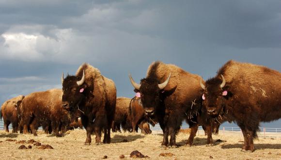 El bisonte regresa a Rumanía tras dos siglos de extinción