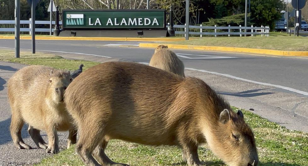 Los carpinchos (también conocidos como capibaras o ronsocos) tomaron desde hace dos semanas las calles de Nordelta y se convirtieron en fenómeno en los medios y las redes sociales argentinas. (Photo by MAGALI CERVANTES / AFP)
