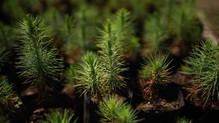 México: La Selva, comunidad que ha hecho del manejo del bosque parte de su historia