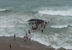 Voluntarios ecuatorianos liberaron a una ballena que estuvo varada 11 horas [VIDEO]