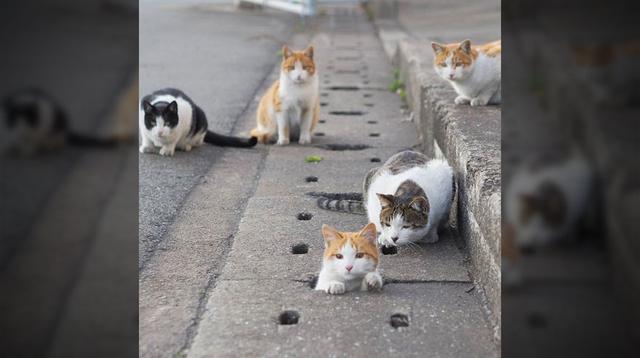 Fotógrafo captó a los gatos más divertidos de las alcantarillas - 1