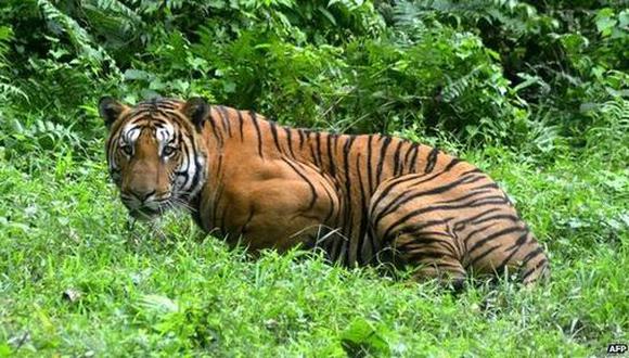 Número de tigres aumenta casi un tercio en India en cuatro años