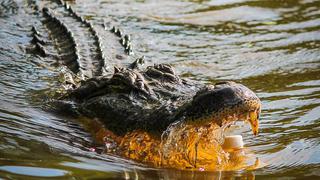 Estados Unidos: Hallan el cuerpo de un niño desaparecido en Florida en la boca de un caimán