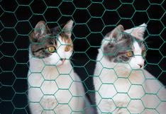 Consultorio WUF: ¿Por qué los gatos quieren escapar de casa?