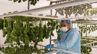 Así se cultiva cannabis legal en Perú a escala industrial 