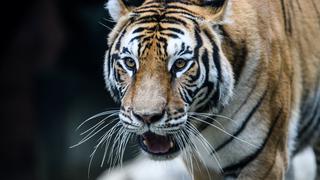 Tigre muere de un disparo tras morder el brazo de un trabajador que trató de tocarlo en zoológico de Florida