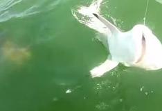 Un pez se comió de un solo bocado a un tiburón en EE.UU.