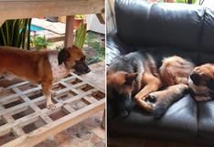 ‘Toffee’, el perrito adoptado que llegó para completar la alegría de una familia