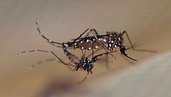 Mosquitos modificados se perfilan como opción contra la malaria