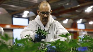 Cannabis: ¿Podríamos ser productores y exportadores?