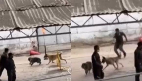 Ejército del Perú se pronuncia sobre la denuncia de presunto maltrato contra un perro dentro de cuartel militar | Foto: Captura de video / Latina