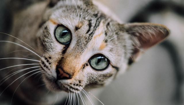 La pequeña felina cumplió su objetivo de ingresar a la vivienda y se volvió protagonista de un clip viral de Facebook. (Pixabay / Free-Photos)