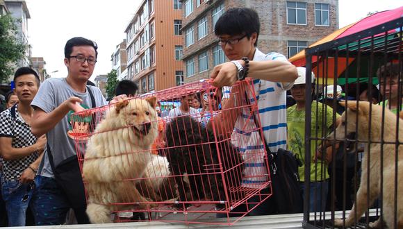 Activistas de protección animal rescatan a perros que estaban en un mercado en Yulin, en la región de Guangxi, sur de China, el 20 de junio de 2014. (Foto: AFP).