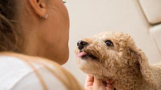 ¿Cómo evito que mi perro le salte a todo el mundo?