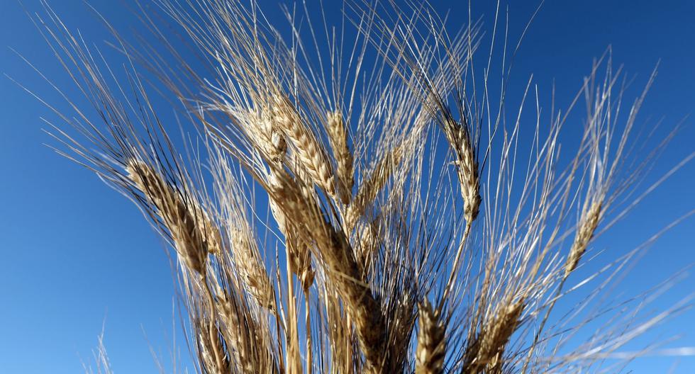 Imagen referencial que muestra la cosecha de verano de trigo en el Líbano. Bloomberg