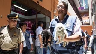 Venta ilegal de mascotas: 10 cachorros fueron rescatados