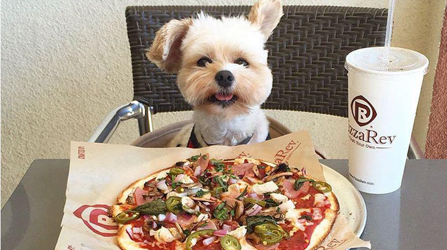 Conoce a Popeye, el perro 'gourmet' de Instagram [FOTOS] - 2