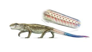 Los reptiles aprendieron a mutilarse hace 289 millones de años