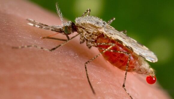 La malaria es causada por un parásito que se transmite a los humanos a través de la picadura de mosquitos.&nbsp; (Wikipedia)