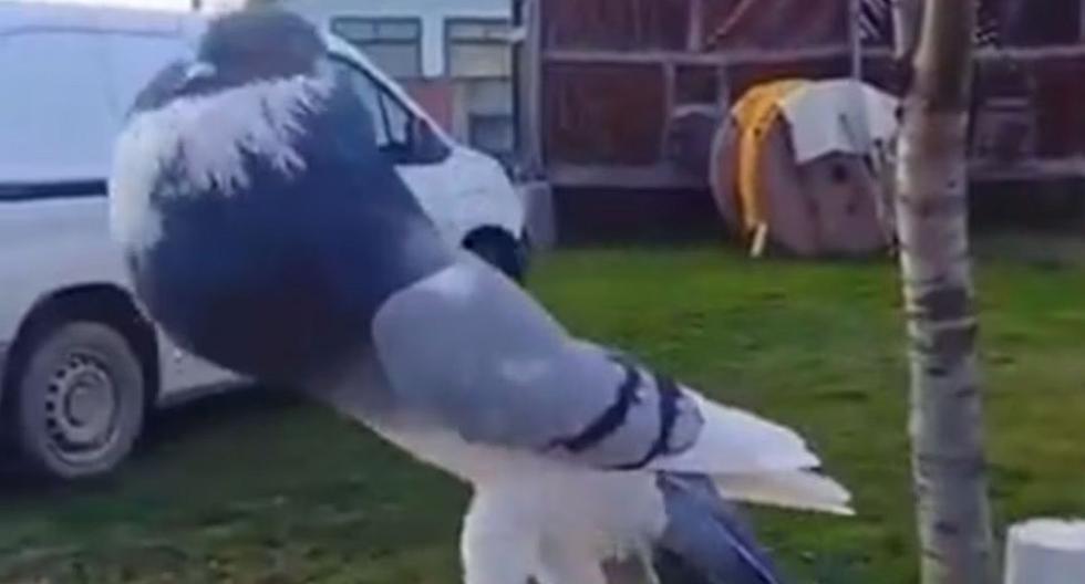 Pombo com peito estufado é achado na Inglaterra e assusta: 'Mutante