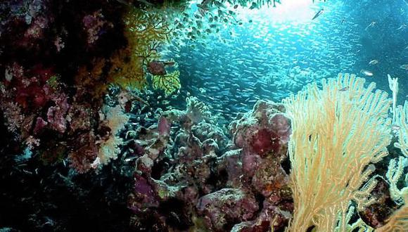 Fenómeno de El Niño pone en riesgo los arrecifes de coral
