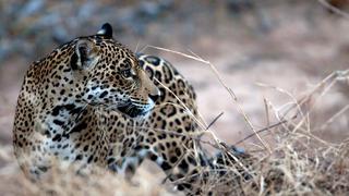 Jaguares en Bolivia: bajan incautaciones, crecen sospechas por nuevas modalidades de las mafias 