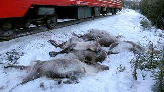 Noruega: Mueren 17 renos atropellados por tren en el Ártico