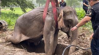 Impactante rescate: Elefante sufre infarto al ver que su cría cayó en una zanja en Tailandia [VIDEO]