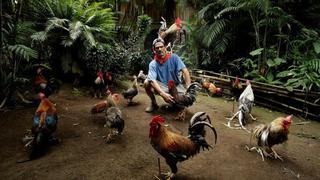 Paquito, el famoso gallo que pasea por las calles de Costa Rica