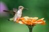 El secreto para atraer colibríes a tu jardín usando estas 3 flores