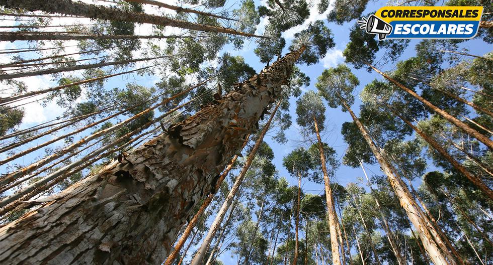 Según el INRENA, solo cuatro de diez empresas madereras acatan la ley forestal en una región donde casi el 50% de los bosques han sido talados.