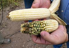 México anuncia que defenderá posición ante EE. UU. en consultas sobre maíz biotecnológico